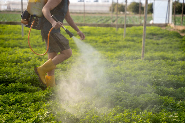 Best Local Pest Control Services  in Fairmont City, IL