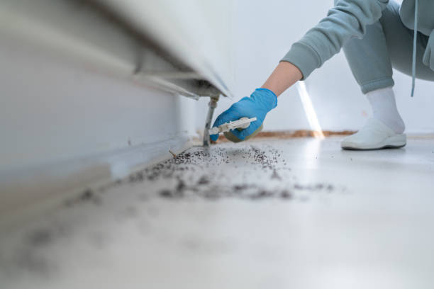 Wasp Removal Services in Fairmont City, IL